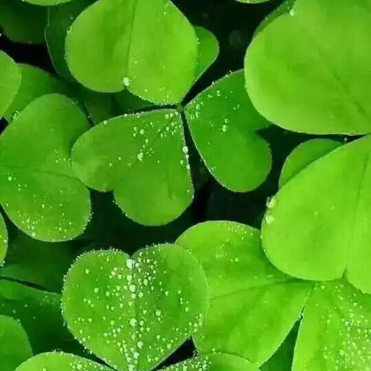 鑫鑫環保科技